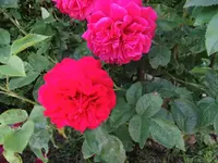 DSC00031.webp