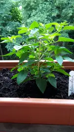20170606_105448.webp