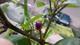 20170606_091944.webp