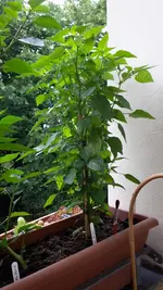 20170606_105755.webp