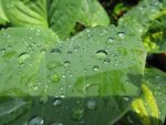 007_1067x800.JPG