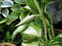 009_1067x800.webp