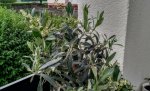 IMG_20170606_182429462_HDR.jpg