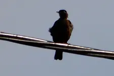 DSCN8359.webp