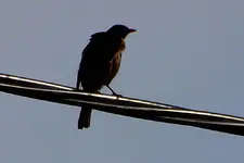 DSCN8360.webp