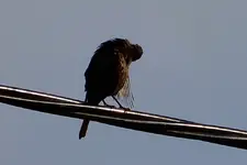 DSCN8361.webp