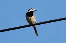 DSCN8483.webp