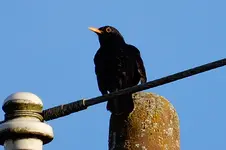 DSCN8487.webp