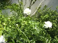 BILD6836.webp