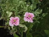 BILD6886.webp