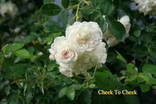 IMG_3163.webp