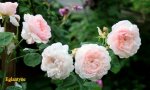 IMG_3167.JPG