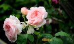 IMG_3168.JPG