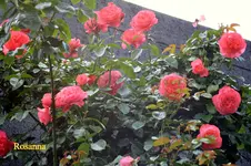 IMG_3169.webp