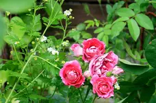 IMG_3172.webp