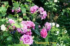 IMG_3174.webp