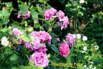 IMG_3174.JPG