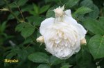 IMG_3175.JPG