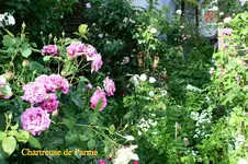 IMG_3176.webp