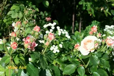 IMG_3177.JPG