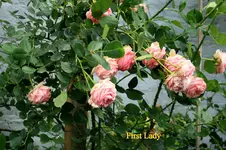 IMG_3178.webp