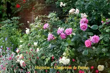 IMG_3183.webp