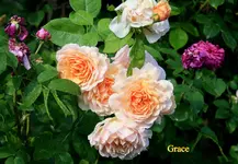 IMG_3184.webp