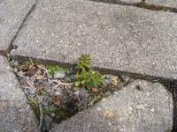 Ein Sedum.webp