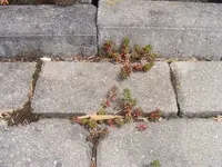 Noch mehr Sedum.webp