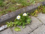 Gänseblümchen im Gehweg.jpg