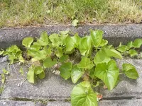 Veilchen im Gehweg.webp
