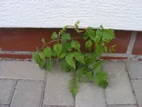 Klettertrompete an der Hauswand.webp