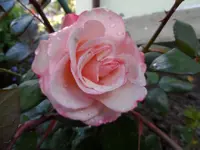 SAM_8118.webp