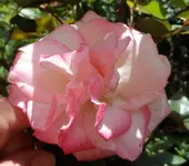 SAM_8134.webp