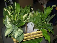 001_1067x800.JPG