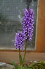 _DSC1699.webp