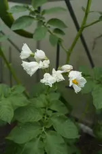 _DSC1707.webp