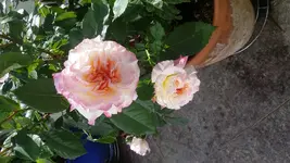 20170608_172111.jpg