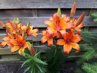 20170608_174218.webp
