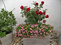 DSC07532.webp