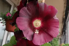 B66.webp