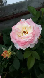 20170531_070023.webp