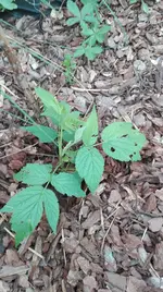 IMG_20170608_191741[1].webp