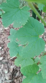 IMG_20170608_191807[1].webp