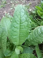IMG_20170608_202501.webp