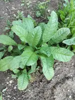 IMG_20170608_202446.webp
