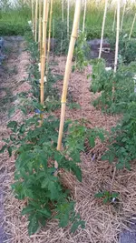 20170608_200531.webp