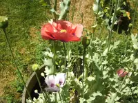 BILD6860.webp