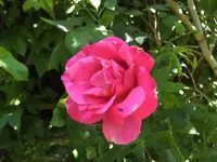 BILD6790.webp