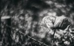 _MG_8067.jpg